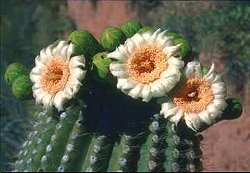 saguaropark.jpg